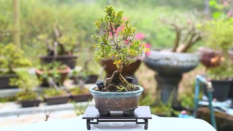 Rotation show 360 degrees mini Boxwood(Buxus) 
Bonsai tree at Bonsai Nursery with natural background on sunny day.