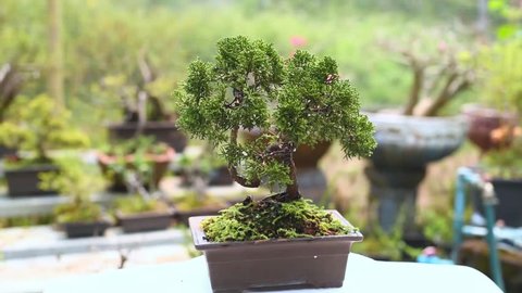 Asian nurseryman hands trimming and pruning the branchs of Shimpaku Juniper Bonsai tree in the terracotta Japanese brown pot at Bonsai Nursery with natural background on sunny day.