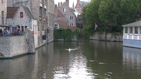 Belgium, Bruges - October, 2016: Swan and ducks swimming in Dijver Canal in Bruges