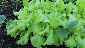 Leaf lettuce on a bed in the garden
