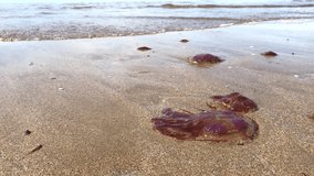 Jellyfishes thrown on a sandy beach. Population increase. Reproduction and migration of wild animals. The invasion of jellyfishes in the waters of the Mediterranean sea. Spain. 