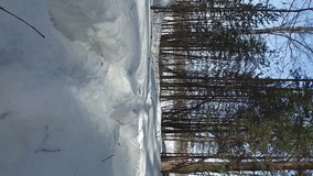 Vertical video. Winter forest. In the footsteps of animals