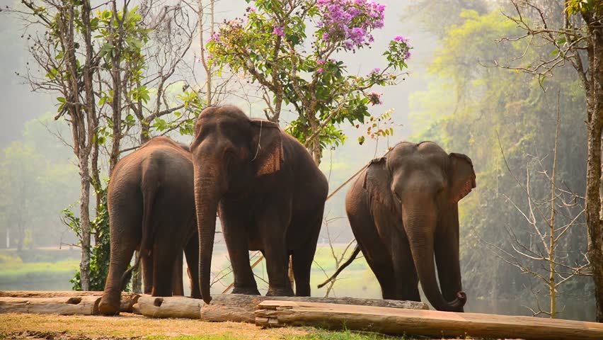 Lampang Elephant Thailand Group Of Elephant Stock Footage Video 100 Royalty Free Shutterstock