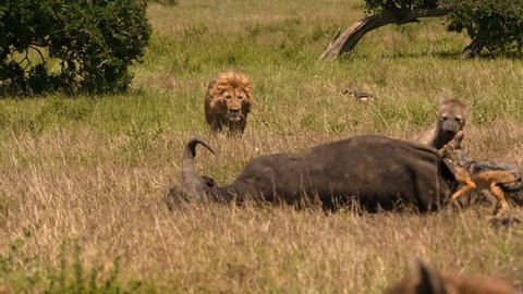 East african lion protecting his cape buffalo prey