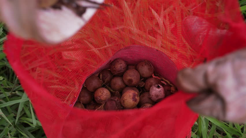 Harvesting, pouring the fruit of the coyol palm tree in a red plastic bag held by worker who has gloves