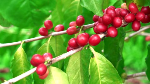 Close-up Ripe red Kona bean coffee