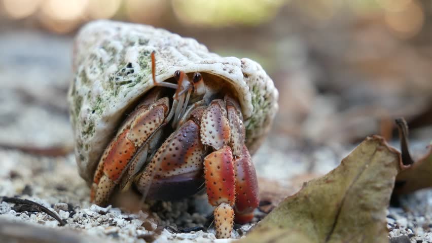 wild hermit crab wakes crawls out Stock Footage Video (100% Royalty ...