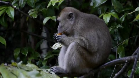 Macaque eating, close-up, Borneo