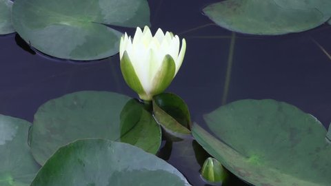 Time lapse  footage.Opening beautiful water lily flowers in the lake . Lotus, nymphaea reflection in the pond