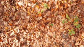 Fallen leaves in browns and yellows tumble along the ground on the forest floor. Ultra HD 4k video