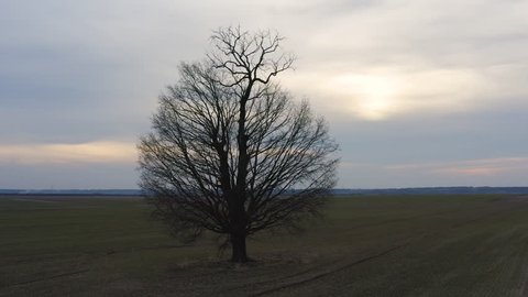 Aerial shot orbiting a lone tree at sunset.