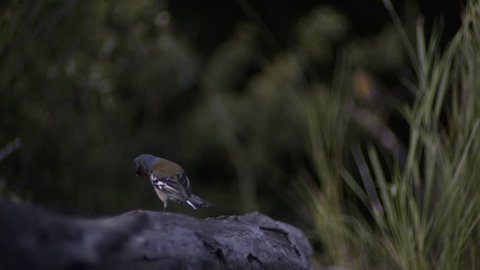 Chaffinch taking off