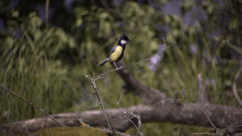 Great Tit taking off a tree