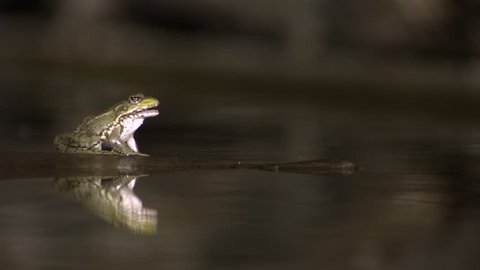 Frog eating 