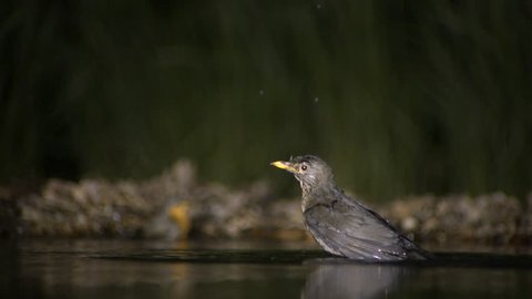 Blackbird taking bath