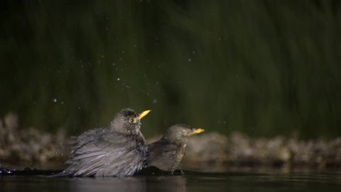 Two Blackbirds taking bath_02