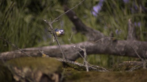 Blue Bird taking off a tree