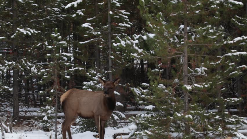 A young elk calls to its mother across the river near the west entrance to Yellowstone National Park in Wyoming.