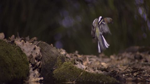 Chaffinch flying, bird
