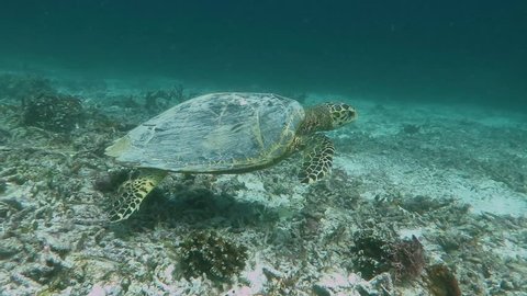 Sea turtle swimming in the deep sea. Scuba diving with turtles, underwater video. Animal in the deep ocean in the murky water. Swimming tortoise, marine wildlife footage.