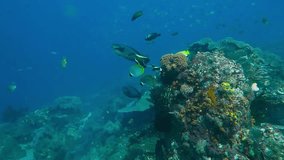 Colorful reef and fish (Surgeonfish, Butterflyfish, Bannerfish) swimming in the blue sea. Scuba diving with fish, underwater video. Marine wildlife, sea lily and blue tropical ocean. Aquatic life.