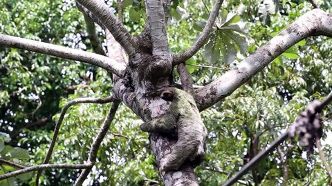 Sloth climbing up a tree in Costa rica natural park 