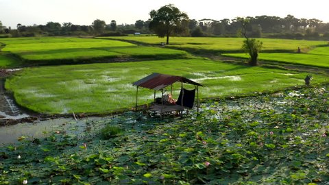 Aerial drone footage turning around a little farmer house in the middle of a water lilies and rice field in Cambodia.