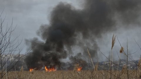 Fast spreading of flame on the dried river. Burning reeds field. 4k footage of a fire