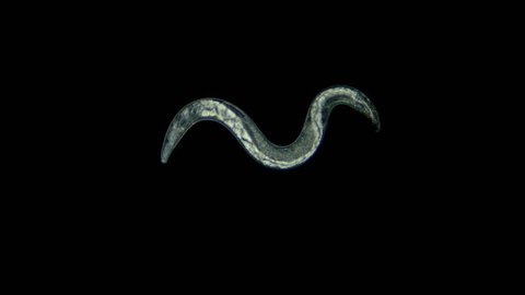 nematoda worm under a microscope, is a parasite