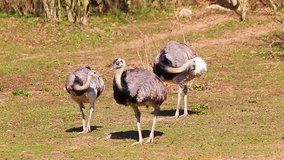Hd video of group of Ostrich as it stands on green grass and cleans his feathers.