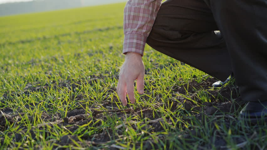 Senior farmer checks spring wheat growth on field. 4K. | Shutterstock HD Video #1026454754