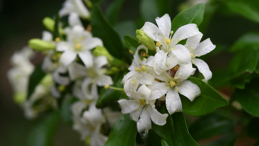 Orange Jasmine, Closeup white orange jasmine flower with green leaves blooming in the garden,Rain drops on the petals.