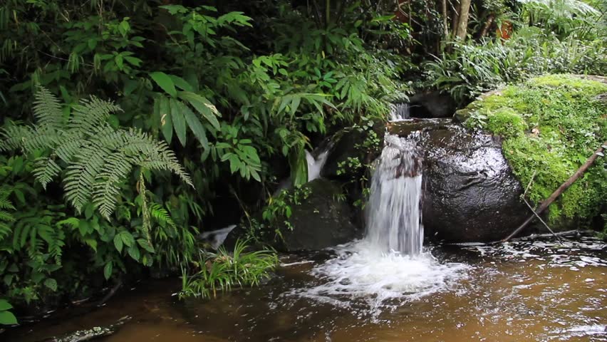 Fern forest with natural waterfalls, a Nature Video by Nirut Thongsuk