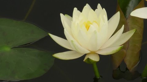 Time lapse  footage. Opening beautiful water lily flowers in the lake. Lotus, nymphaea reflection in the pond