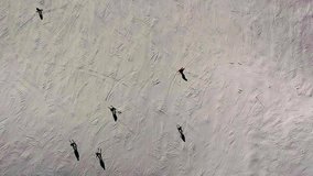 top aerial drone view lots of skiers skiing on empty ski slope in clouds of snow down the piste on a sunny day.