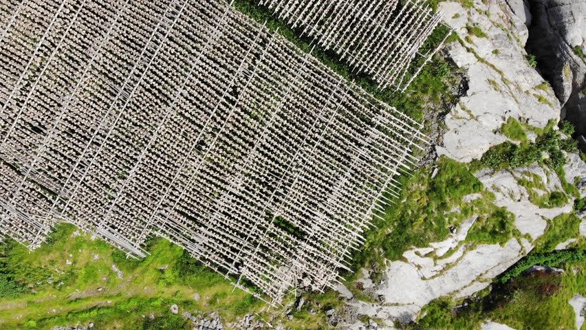 Aerial view. Cod stockfish drying on racks, Lofoten islands. Industrial fishing in Norway