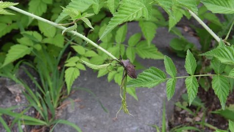 Leaf-footed bug(Molipteryx fuliginosa) sitting on a stem