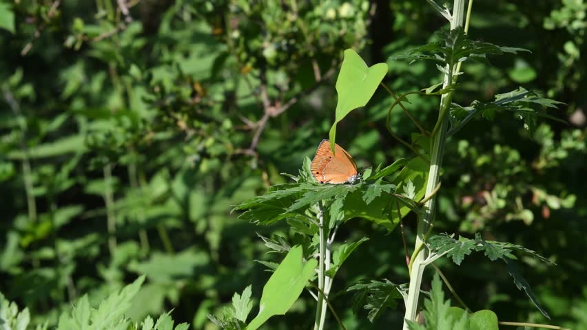 Lutea(Coreana raphaelis) butterfly sunbathing on a green leaf