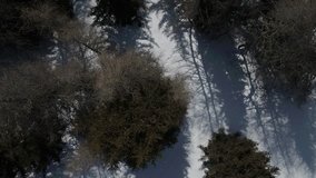 Aerial footage drone view of Trees in Alps  mountain Trento Trentino Italy // no video editing