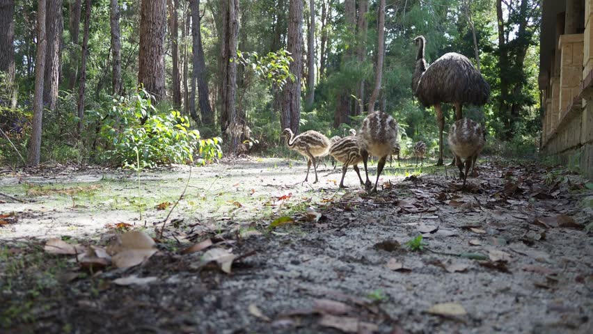 Emu with chicks foraging, close up. Adult steps on one chick's foot. Low point of view.