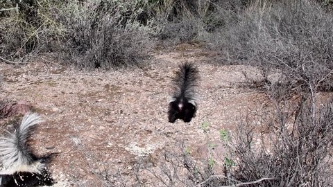 Skunks in the Sonoran desert, Bartlett Lake Arizona