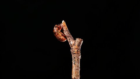 A cicada metamorphoses on a branch, time-lapse photography.