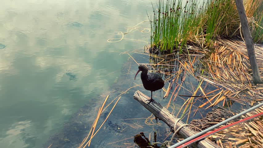 Wildlife at lake Titicaca, Peru.