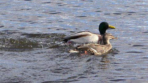 Wild life ducks mallards on the water. Birds in free nature close. 