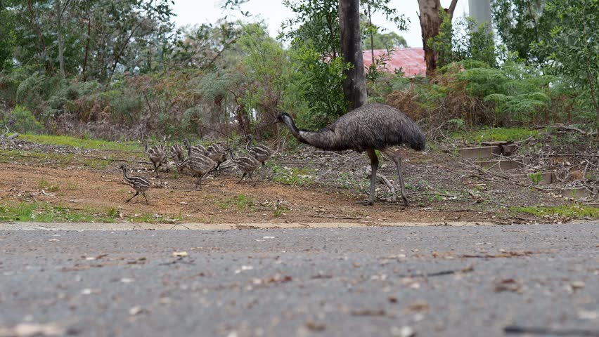 Emu with chicks in country town. Low point of view. Exit left of frame