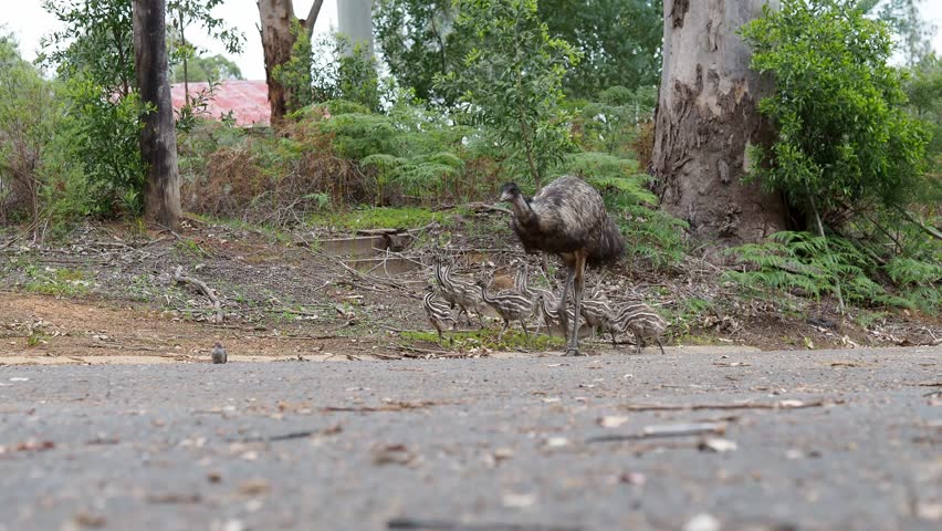 Emu with chicks on country road. Low point of view
