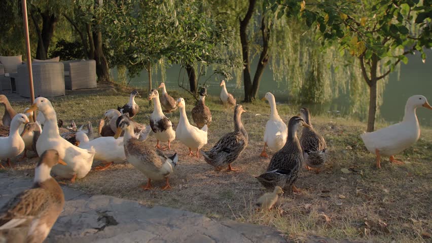 Rural landscape. A flock of white and variegated ducks with yellow beaks walks along the shore of the lake, colliding with each other. Ducks go in different directions. Green trees grow.