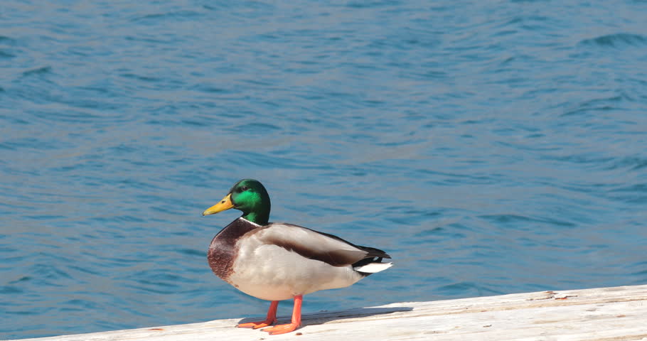 Beautiful colorful Mallard Duck posing on the sea dock. 