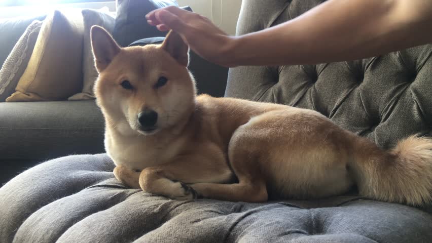 akita inu pris