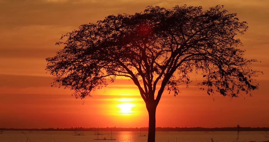 Tree Silhouette And Sunset Tree Standing Stock Footage Video 100 Royalty Free Shutterstock